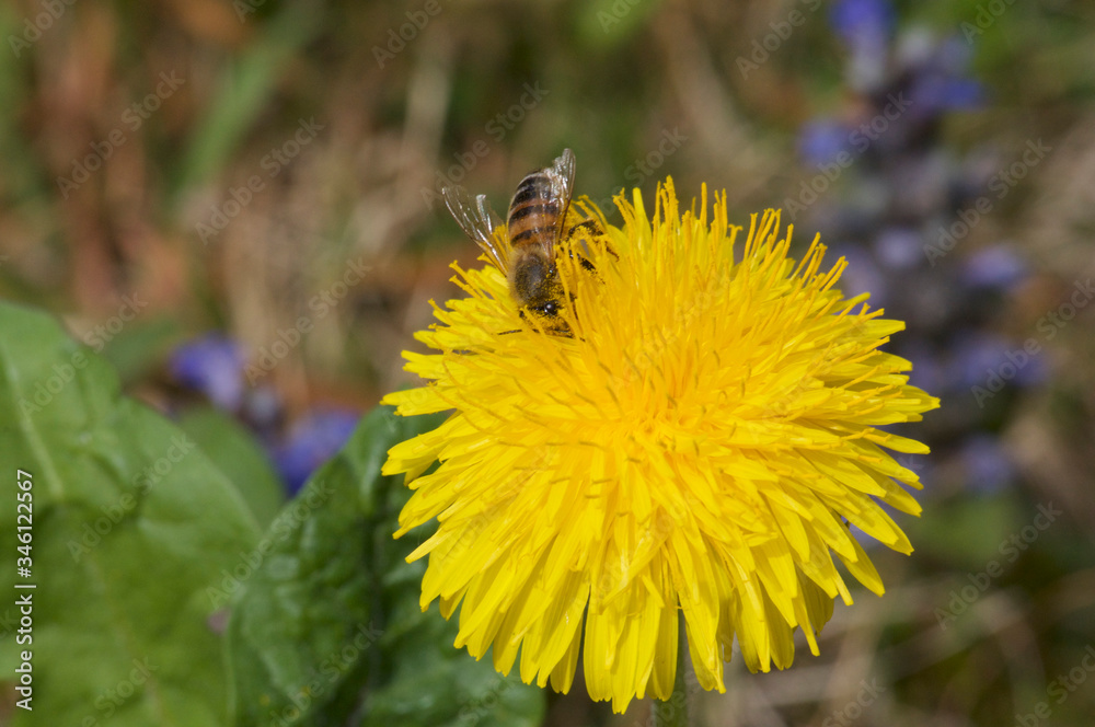 Yellow Taraxacum flower head and bee collecting pollen Yellow Taraxacum flower head and bee collecting pollen