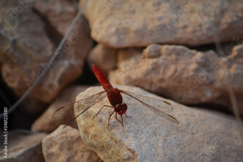 Red dark dragonfly
