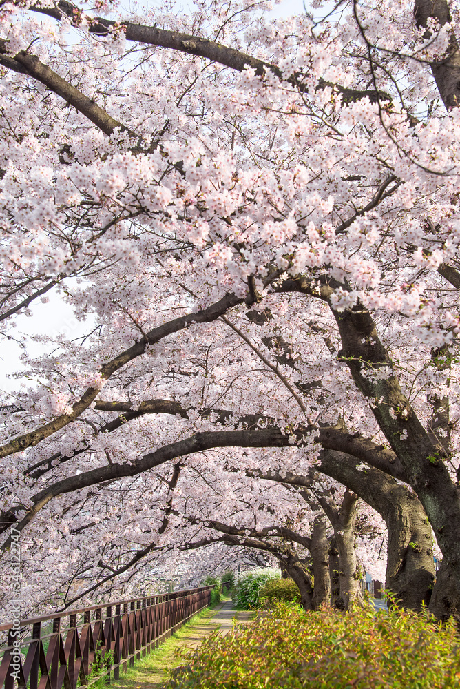 京都　天神川の桜並木