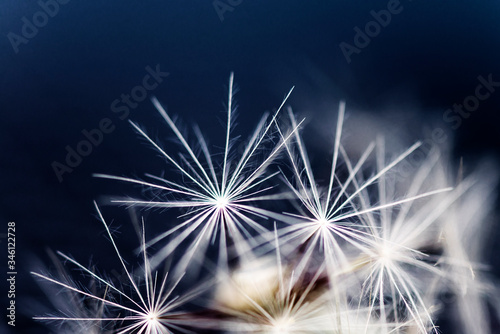 Dandelion abstract background. Shallow depth of field.