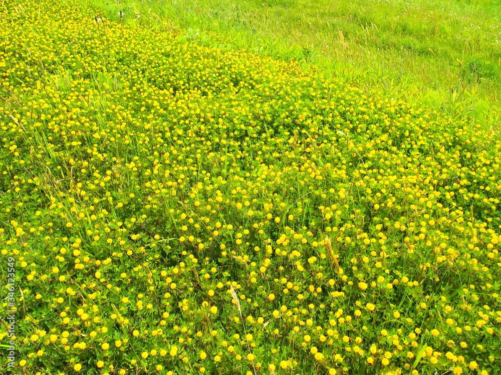 Obraz premium 江戸川土手に咲く米粒詰草