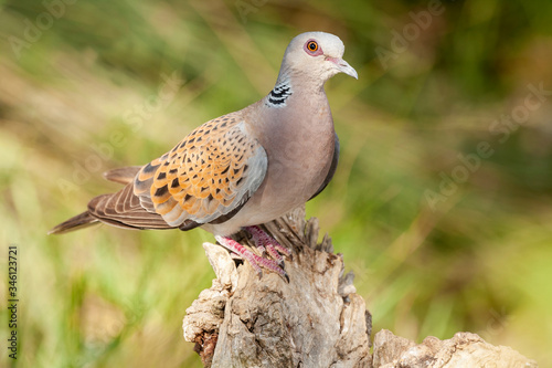 European Turtle-Dove - Streptopelia turtur, perched on a log against an unfocused green background