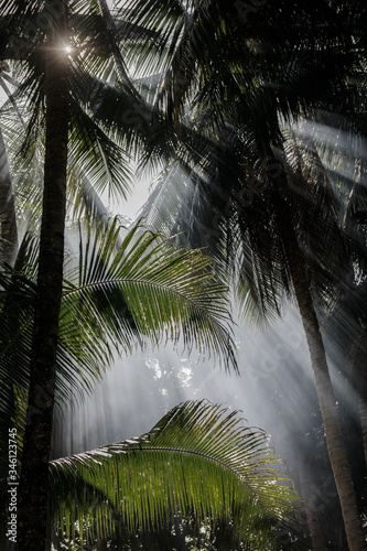 Fototapeta Naklejka Na Ścianę i Meble -  A ray of sunshine passes through the leaves of palm trees in the jungle