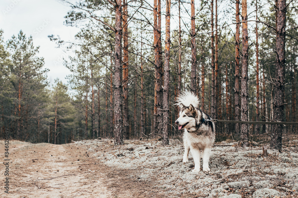 How To Walk A Malamute