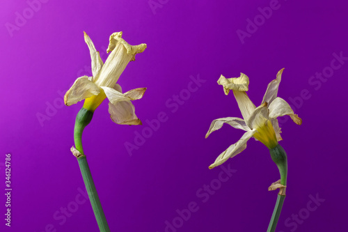Two beautiful dried flowers opposite each other. Love in old age concept. Yellowed daffodils on purple background. Withered narcissus.