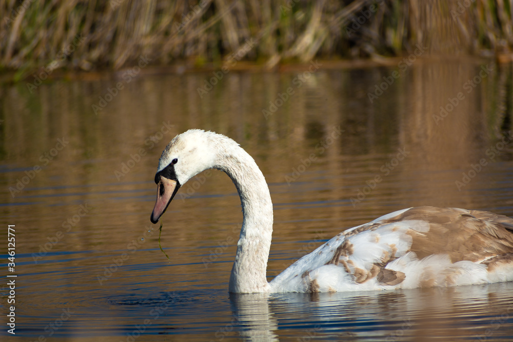 A young mute swan with gray-brown feathers floating in the water A young mute swan with gray-brown feathers floating in the water