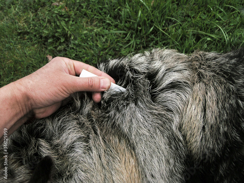 applying anti ticks drops on a dog © vectorass