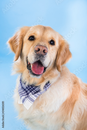 Fototapeta Naklejka Na Ścianę i Meble -  Golden retriever with a checkered scarf on the floor, blue background. Studio shot of an adorable sitting Golden Retriever that looks happy and fun
