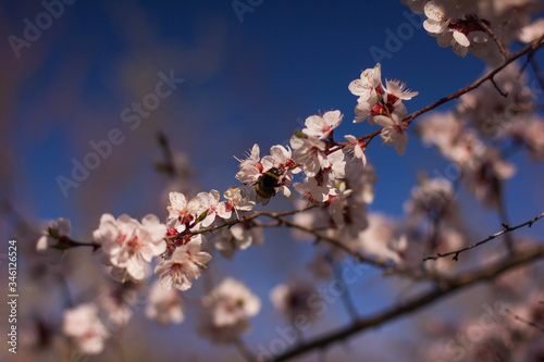 bumblebee sits on a flowering tree, apricot flowers © Ксения Куприянова