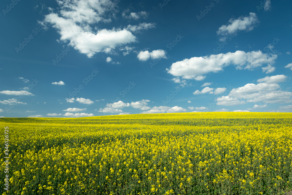 Spring view of field landscape with yellow rapeseed, white clouds on blue sky