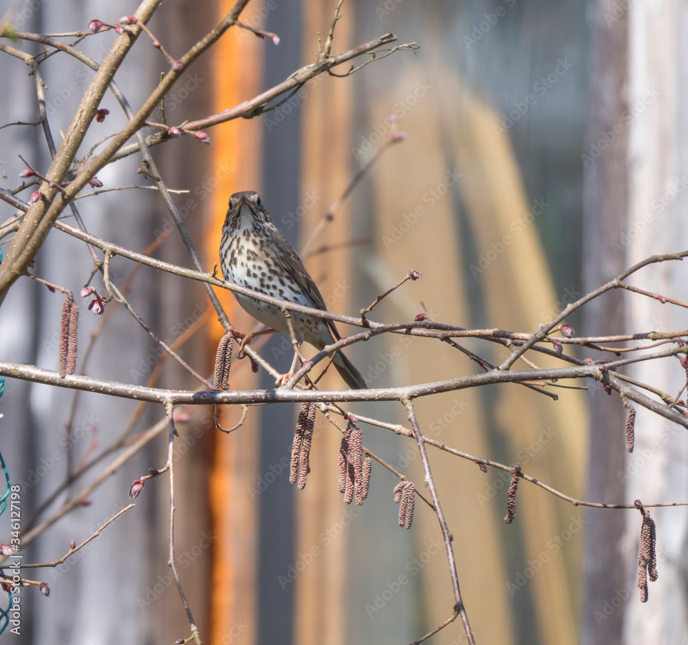 Close up song thrush, Turdus philomelos bird perched in shrub bare tree branches, selective focus, copy space. Close up song thrush, Turdus philomelos bird perched in shrub bare tree branches, selective focus, copy space.