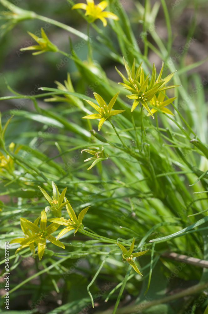 Yellow star-of-Bethlehem (Gagea lutea) flowers in spring, close up shot Yellow star-of-Bethlehem (Gagea lutea) flowers in spring, close up shot