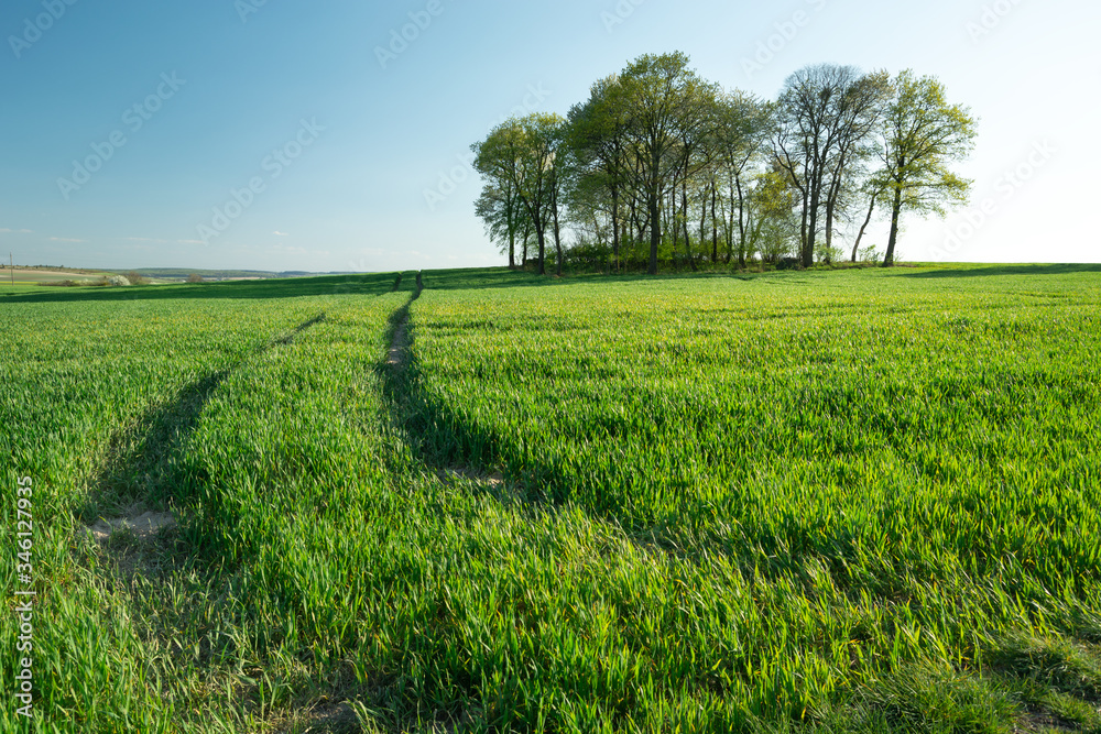Fototapeta premium Traces of wheels in a green growing field, group of trees on the horizon