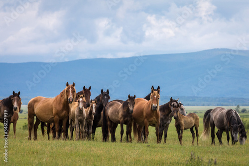 a herd of horses in a field against the background of mountains