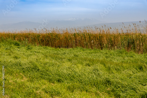 Fototapeta Naklejka Na Ścianę i Meble -  Reeds and views of Mount Hermon