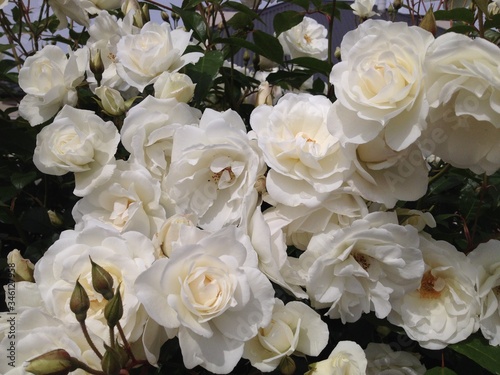 White roses in full bloom, Tasmania, Australia