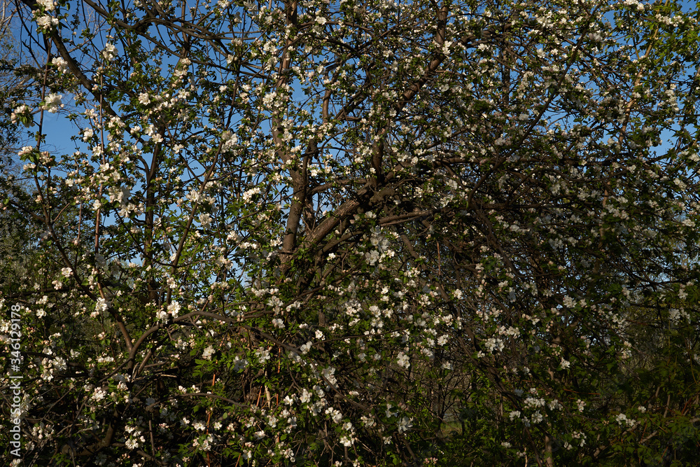 Fototapeta premium Vintage photo of a white cherry blossom and Apple tree in spring, a blooming garden on a Sunny spring day.