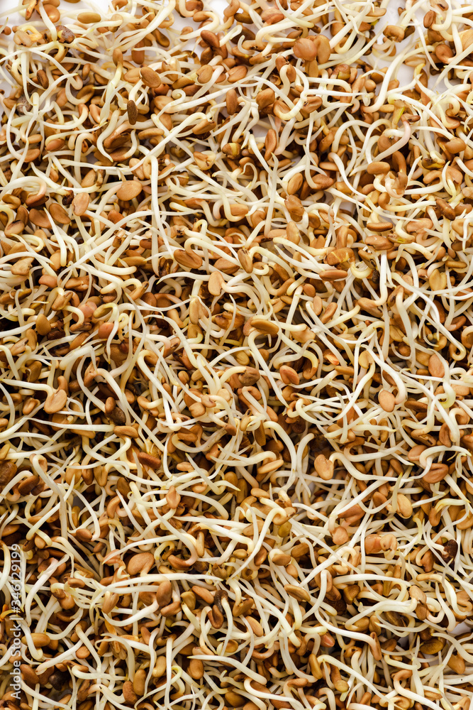 close up view of fresh sprouts background close up view of fresh sprouts background