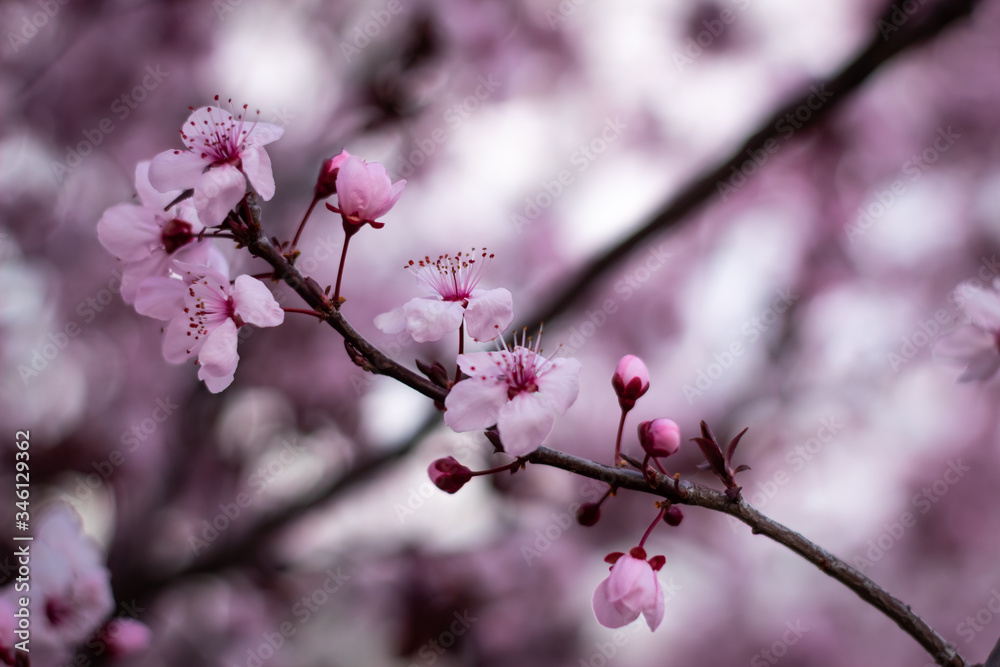 Hermosa Sakura o Flor de Cerezo japonés Hermosa Sakura o Flor de Cerezo japonés