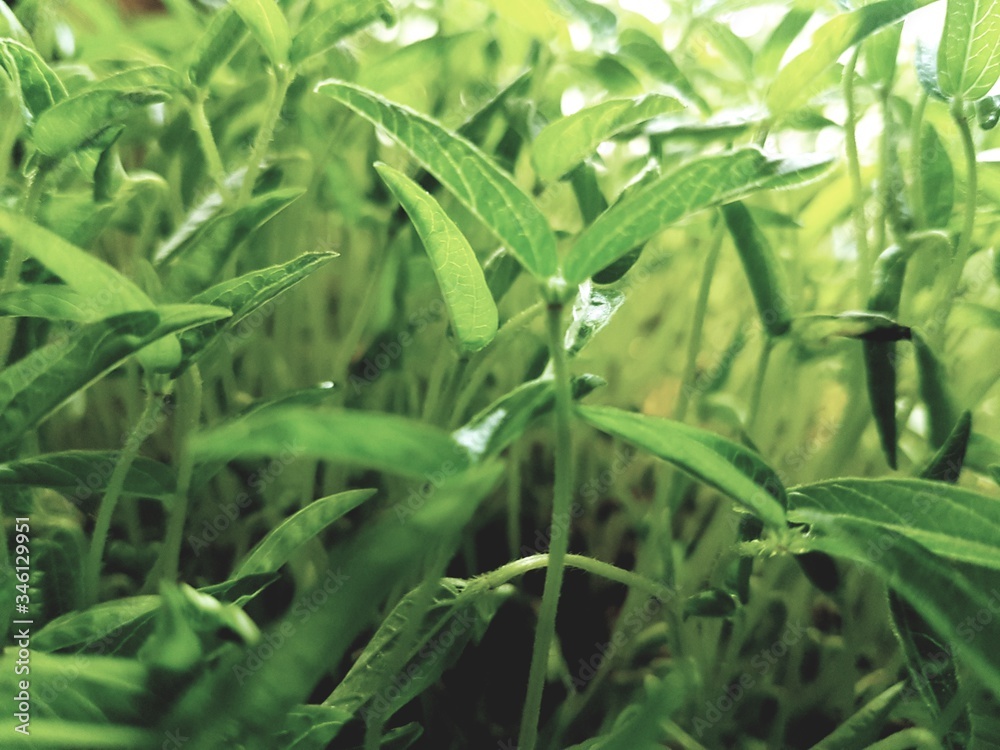 Fototapeta premium green corn field