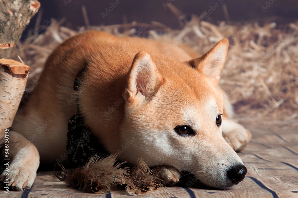 Shiba Inu dog lies on a rustic background Shiba Inu dog lies on a rustic background