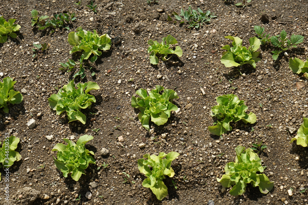 salad garden in Bavaria carefully maintained salad garden in Bavaria carefully maintained