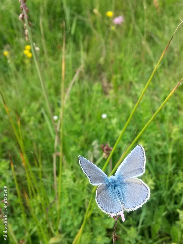 blue butterfly sitting on flower in spring time on sunny day blue butterfly sitting on flower in spring time on sunny day