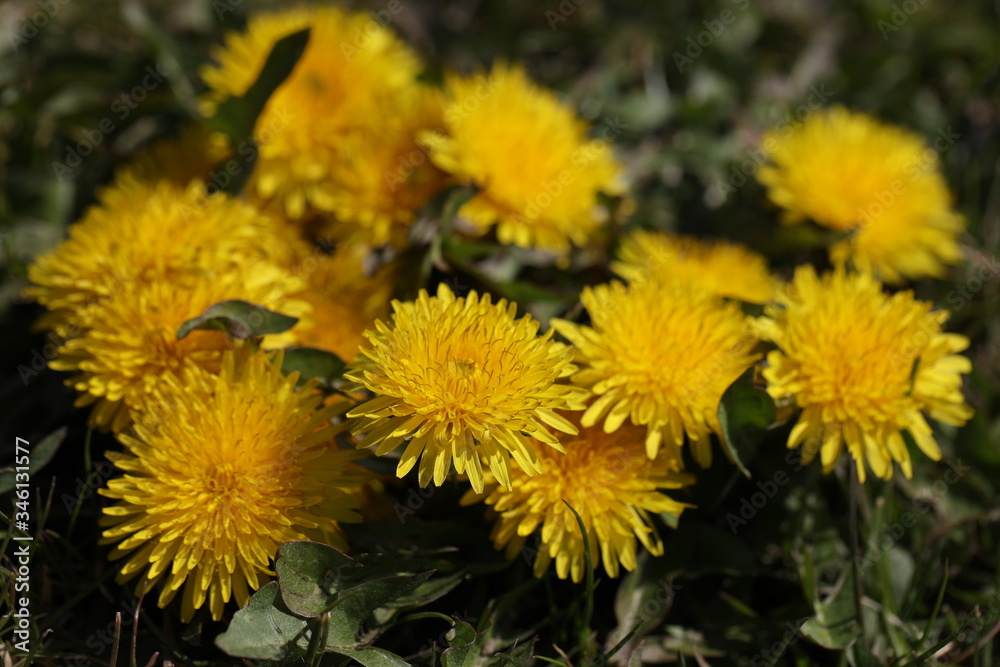 yellow dandelions in the garden yellow dandelions in the garden
