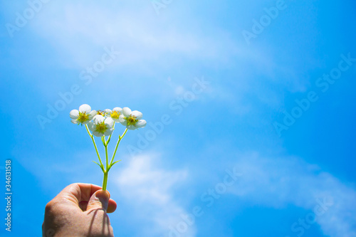 Beautiful fresh flowers on a classic blue sky background in hand. screensaver concept photo