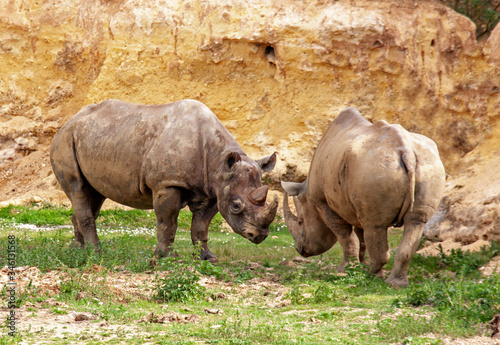 Rhinoc  ros noir face    face