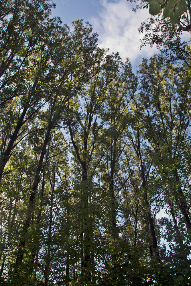 Through the branches of the sky