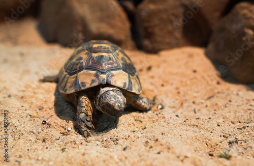 Close up Macro Sea turtle crawl on the Sand , close-up picture of Loggerhead turtle, Caretta caretta , Galapagos tortoise Big turtle , Beach animal in the National zoo