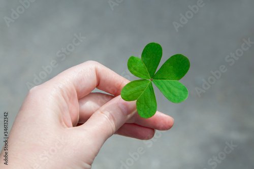 Woman's hand holds shamrock. Concept of lucky, growth, freedom and harmony. Lucky green three leaf clover for St. Patrick's Day.