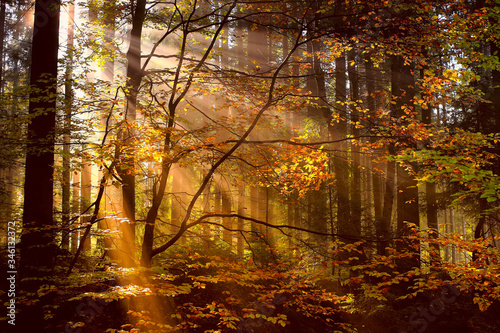 autumn forest in the sun. rays of the sun in the morning forest. © Oleksandr