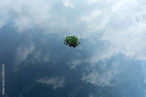Clump of vegetation floating on the water and mirror reflection of the sky on the surface © Paul