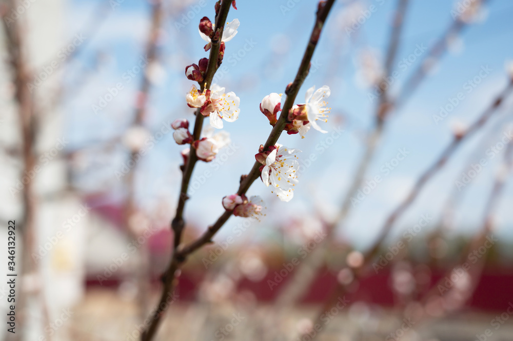 Branches with blooming flowers of fruit tree Branches with blooming flowers of fruit tree