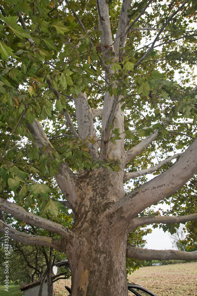 Fototapeta premium Big old plane tree