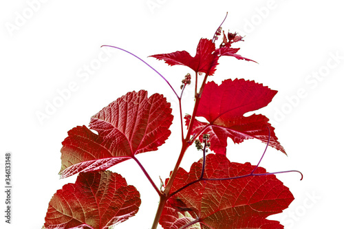 Vigne rouge sur fond blanc 