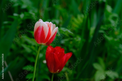 
Tulips in a city park.
Blurred background.
Floral image for web design.
