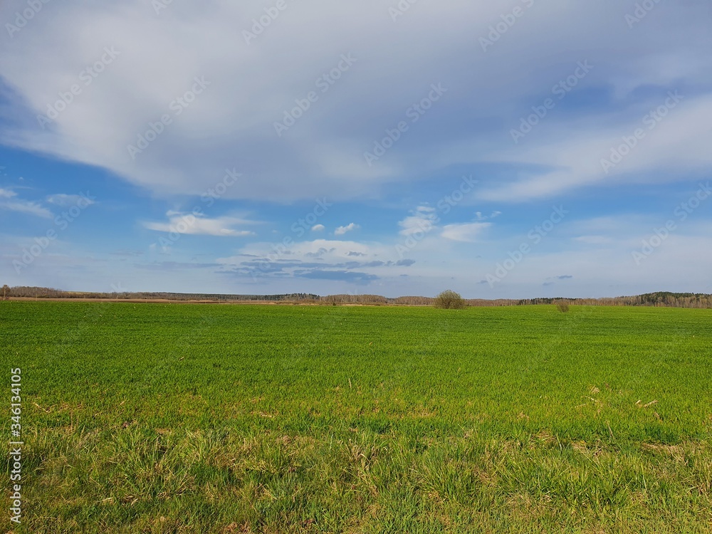 Fototapeta premium green field and blue sky