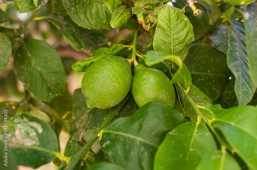Fresh juicy limes growing on a tree Fresh juicy limes growing on a tree