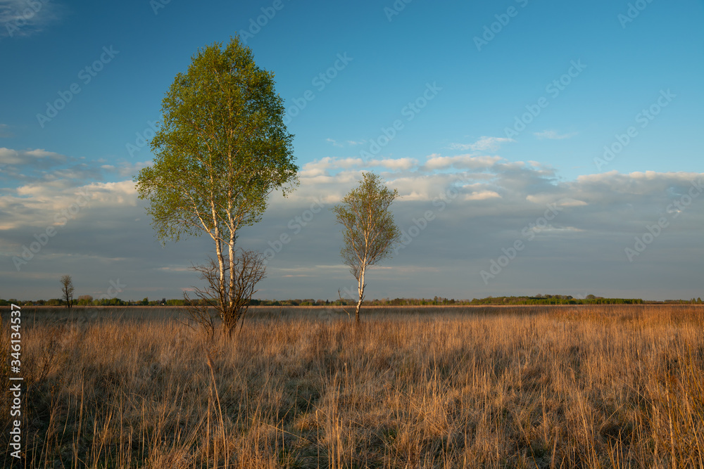 Birch trees growing in tall grass, evening clouds on a blue sky Birch trees growing in tall grass, evening clouds on a blue sky