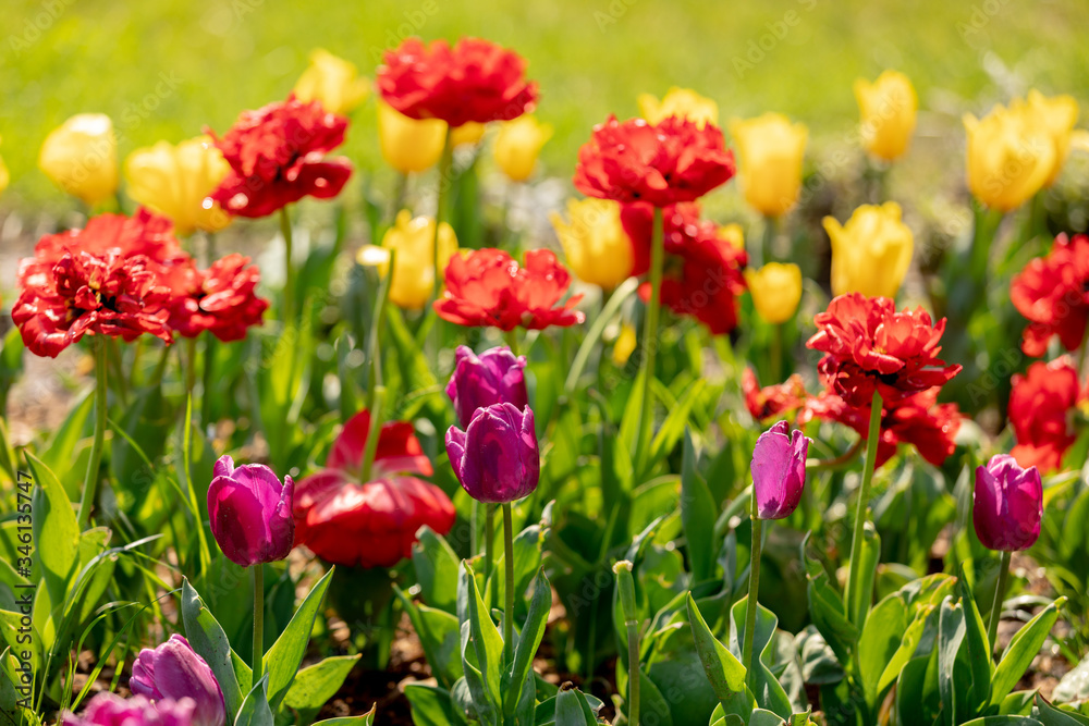 Multi-colored tulips on the bed. Festival of tulips. Multi-colored tulips on the bed. Festival of tulips.