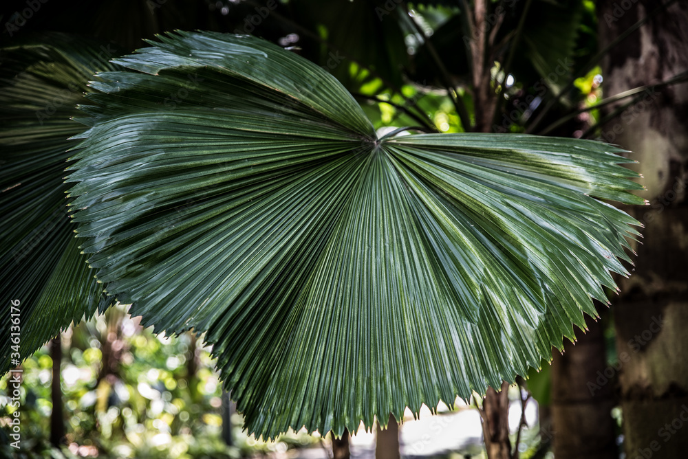 Close up of ruffled fan palm tree leaf (Licuala cordata). Tropical foliage  background Stock-Foto | Adobe Stock