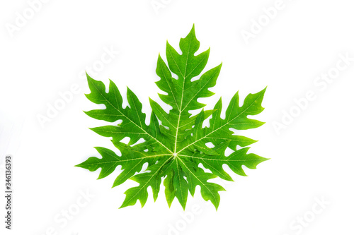 Papaya leaf isolated on white.