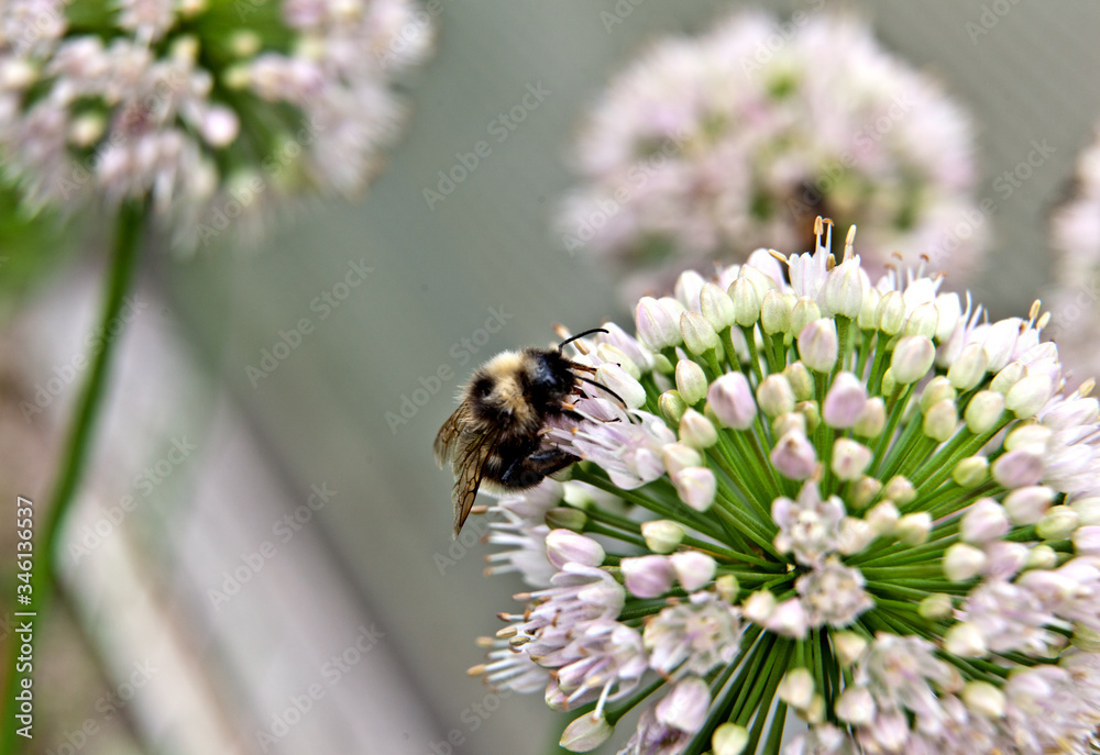 Bumblebee collects honey on the onion flower