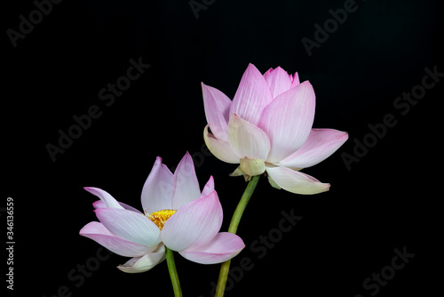 Beautiful pink lotus flower Isolated on a black background