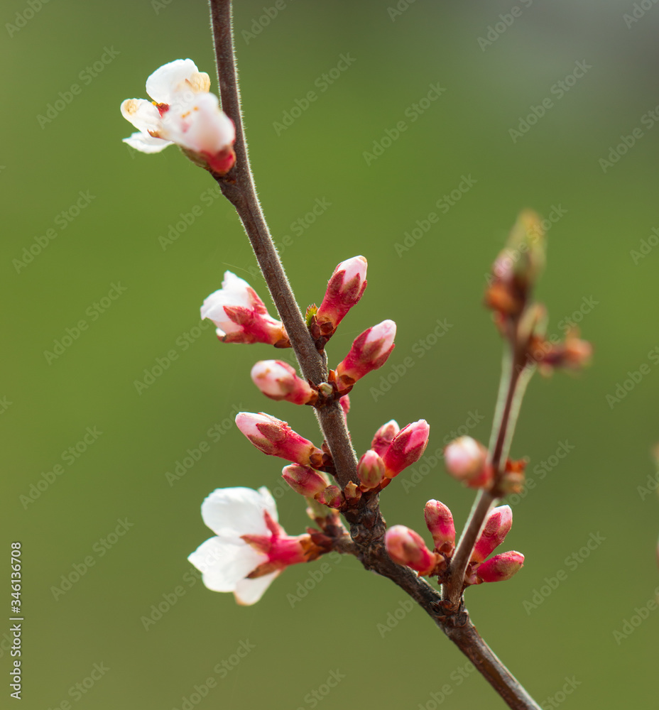 Obraz premium cherry flowers on a tree branch