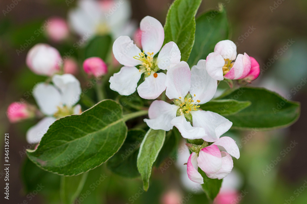 Fototapeta premium pink and white apple tree flowers on a branch