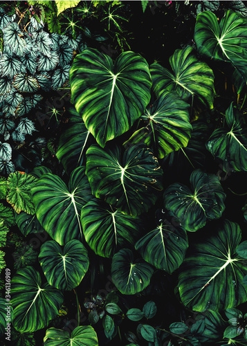 Lush foliage background. Green plant wall design of tropical leaves (aroid  plants, philodendron, epiphytes or ferns). Dark green plants growing in  rainforest in tropical climate Stock Photo | Adobe Stock